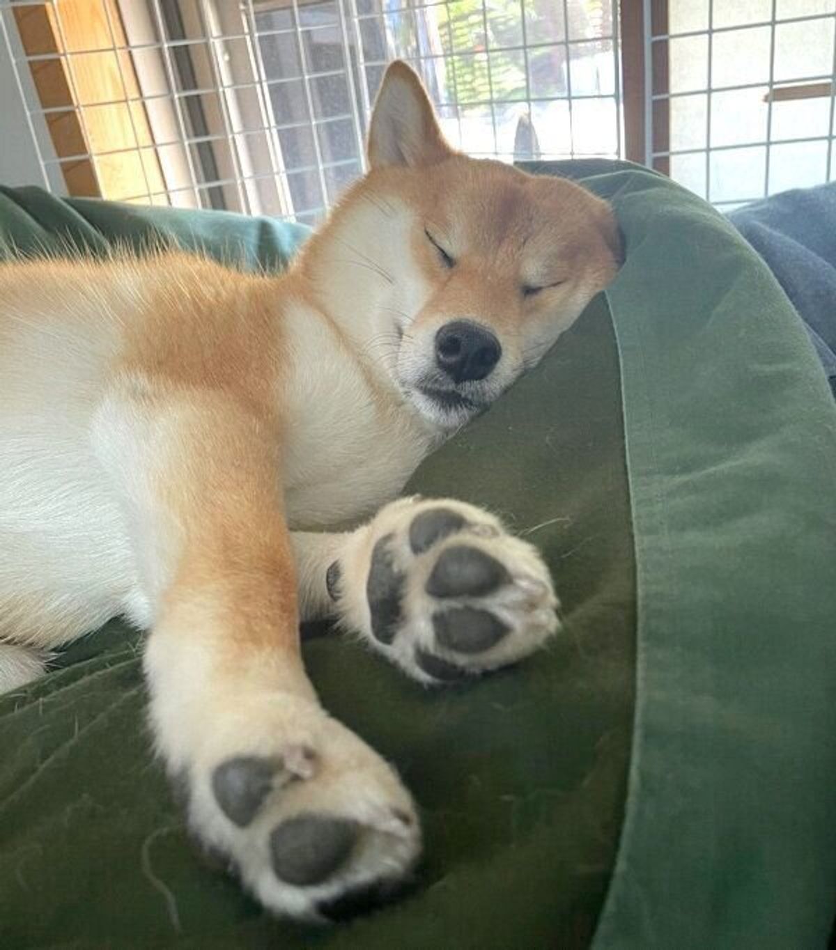 ケージの隅でムギュッと縮こまって眠る子犬、2年が経過すると 成長