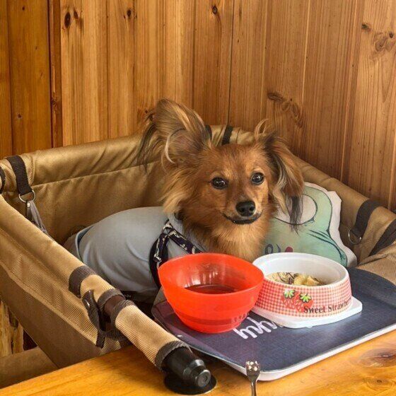 ドッグカフェでのＬ君