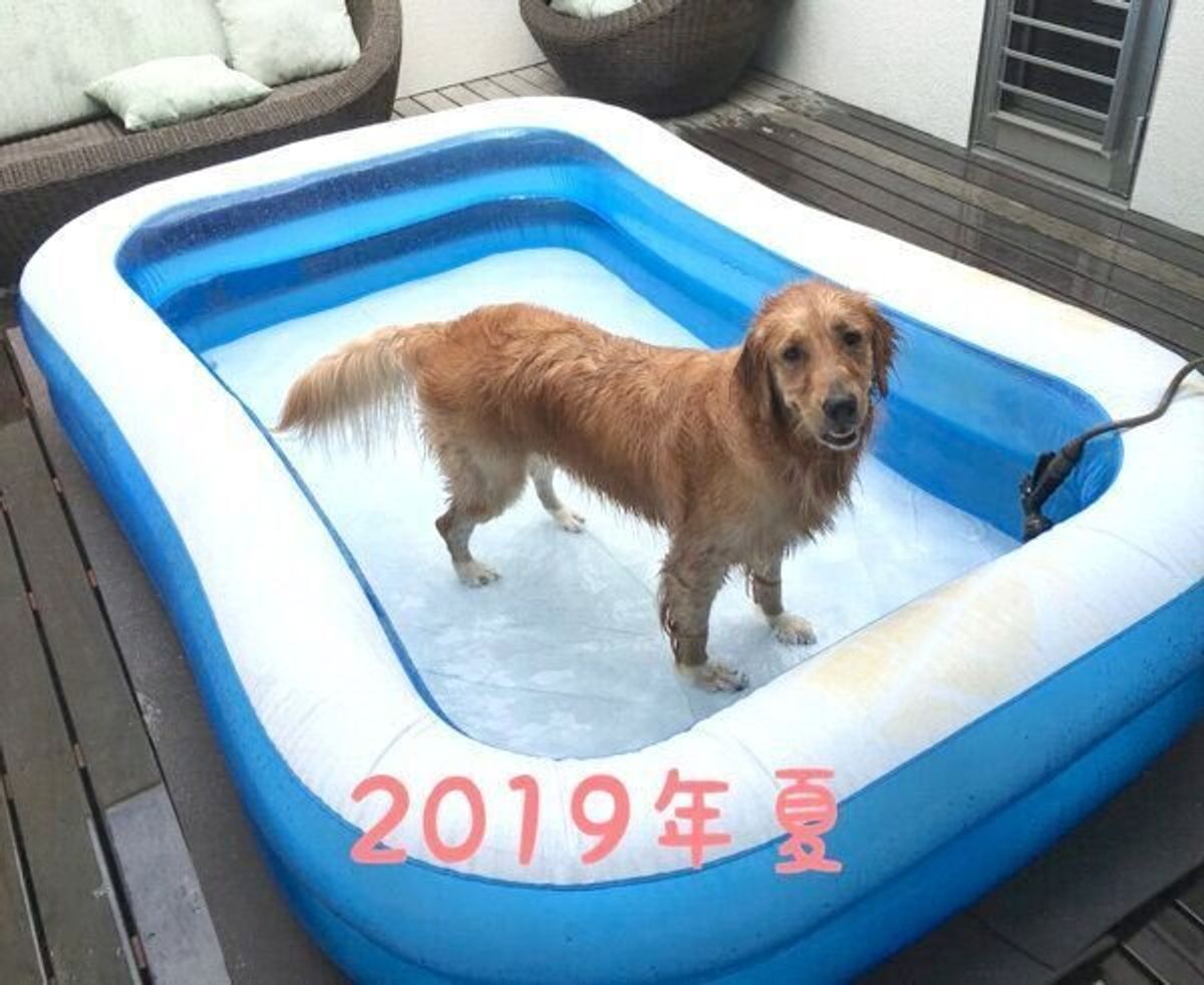 毎年プールが小さくなった結果 タライ に入ることになったゴールデンの哀愁がすごい 笑 いぬのきもちweb Magazine 毎年プールが小さくなった結果 タライ に入ることになったゴールデンの哀愁がすごい 笑 いぬのきもちweb Magazine