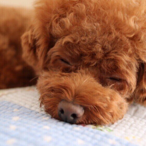 眠るトイ・プードル