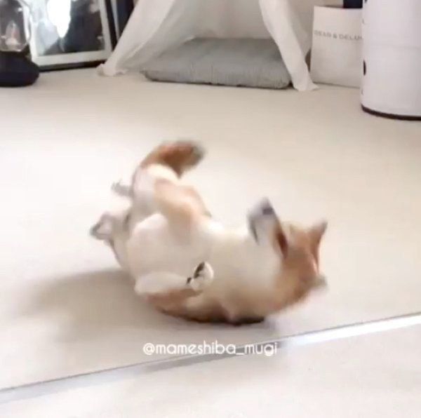 宇宙と交信する豆柴