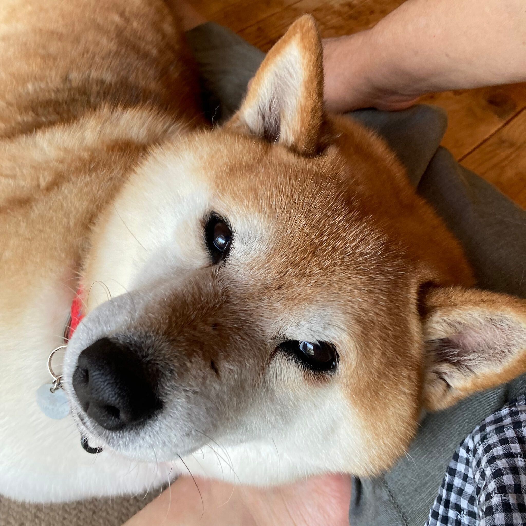飼い主さんに甘えるポンたろうくん　うっとりとした表情がかわいらしい