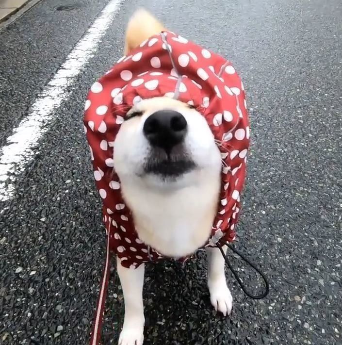 レインコートを着る柴犬