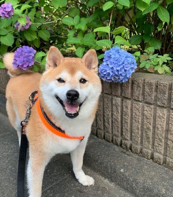 散歩を楽しむまぁくん