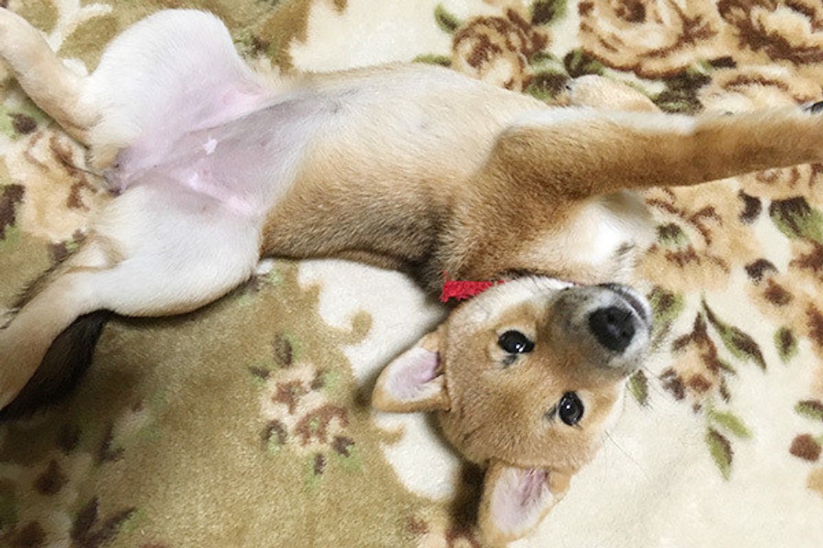 嬉しくて人に飛びついちゃう かまってちゃんワンコの上手なしつけ方 いぬのきもちweb Magazine 嬉しくて人に飛びついちゃう かまってちゃんワンコの上手なしつけ方 いぬのきもちweb Magazine