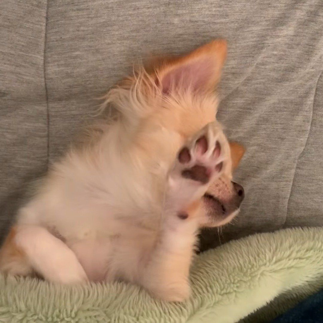 撮影拒否するみるくちゃん