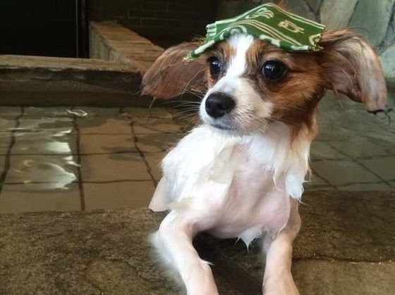 温泉に入っているパピヨン