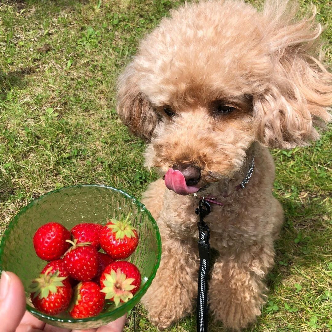トイ・プードルのことちゃん