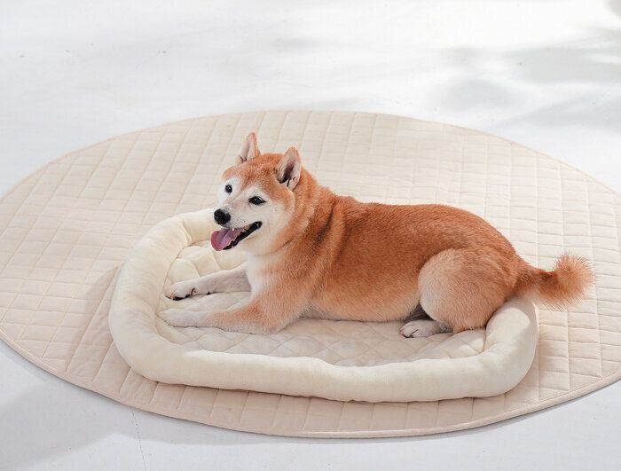 犬用ベッドでくつろぐ犬