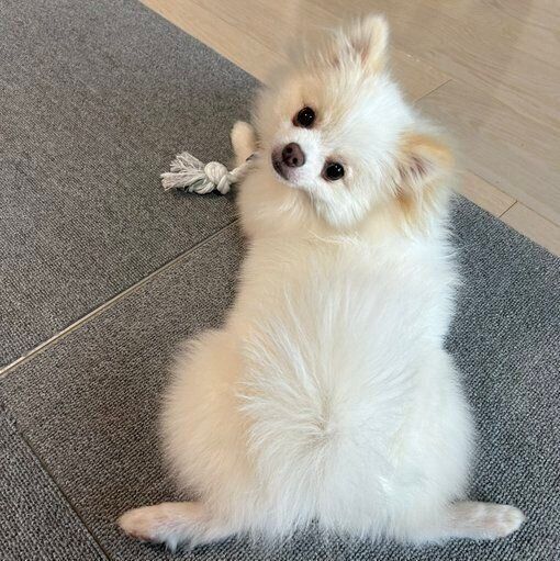 お迎えした当時、生後8カ月の頃の天くん