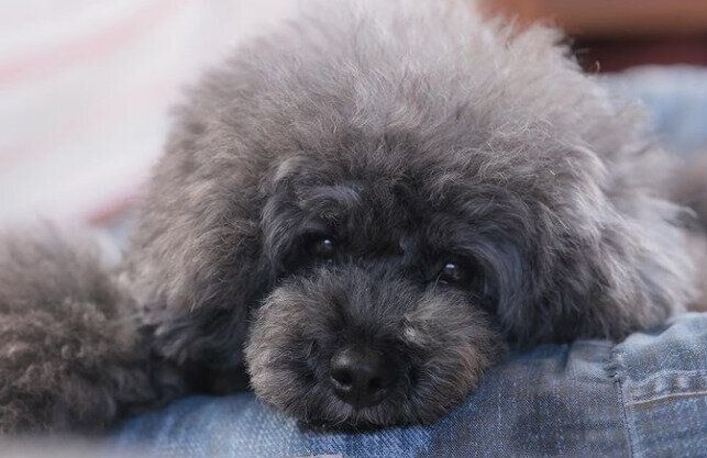 トイ・プードルのノアくん