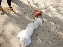 連載「こぐま犬てんすけ」