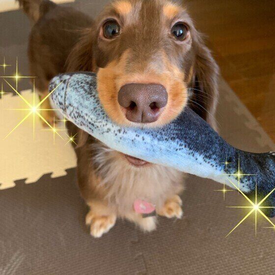 ミニチュア・ダックスフンド・くれあちゃん・お魚のオモチャをくわえる