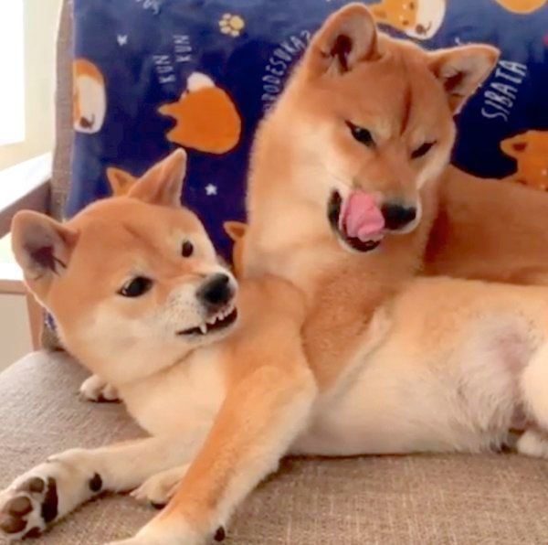 柴犬の上にのっかる柴犬