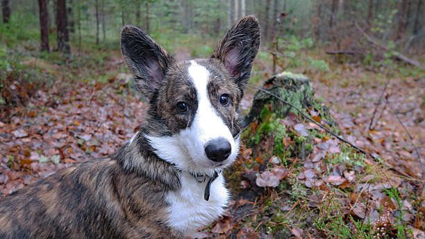 ウェルシュ・コーギー・カーディガン