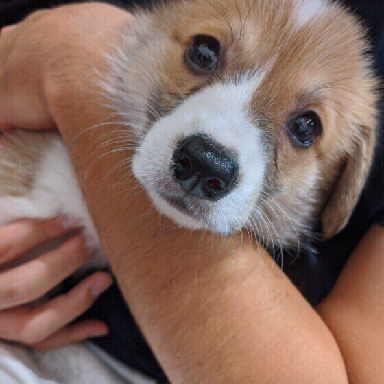 ウェルシュ・コーギー・カーディガンの子犬