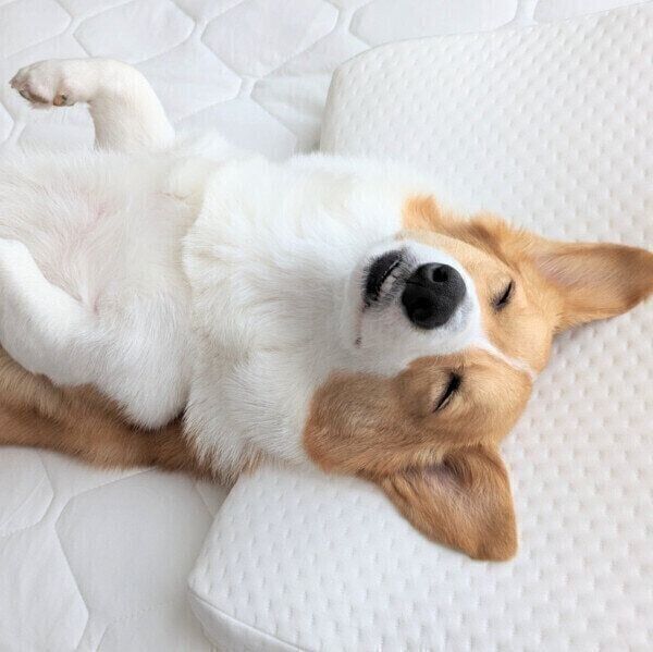 枕を使って眠るこまちちゃん