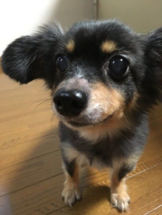 飼い主さんを見つめる犬