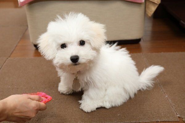 ビション・フリーゼの小雪ちゃん