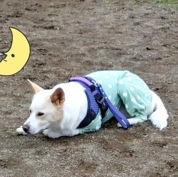 ドッグランで横たわるトロワくん