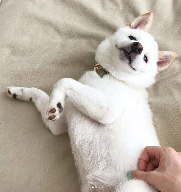 ナデられ待ちのむぎちゃん