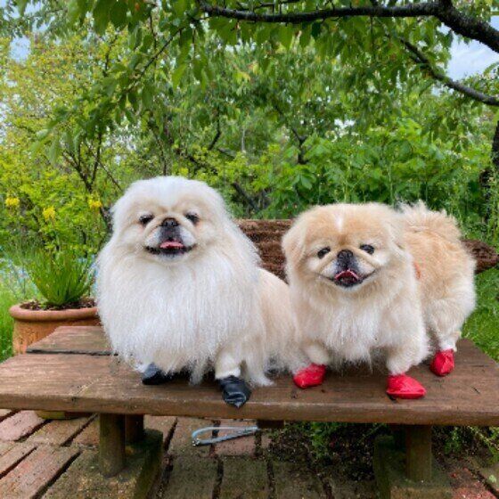 旅行に行ったペキニーズ