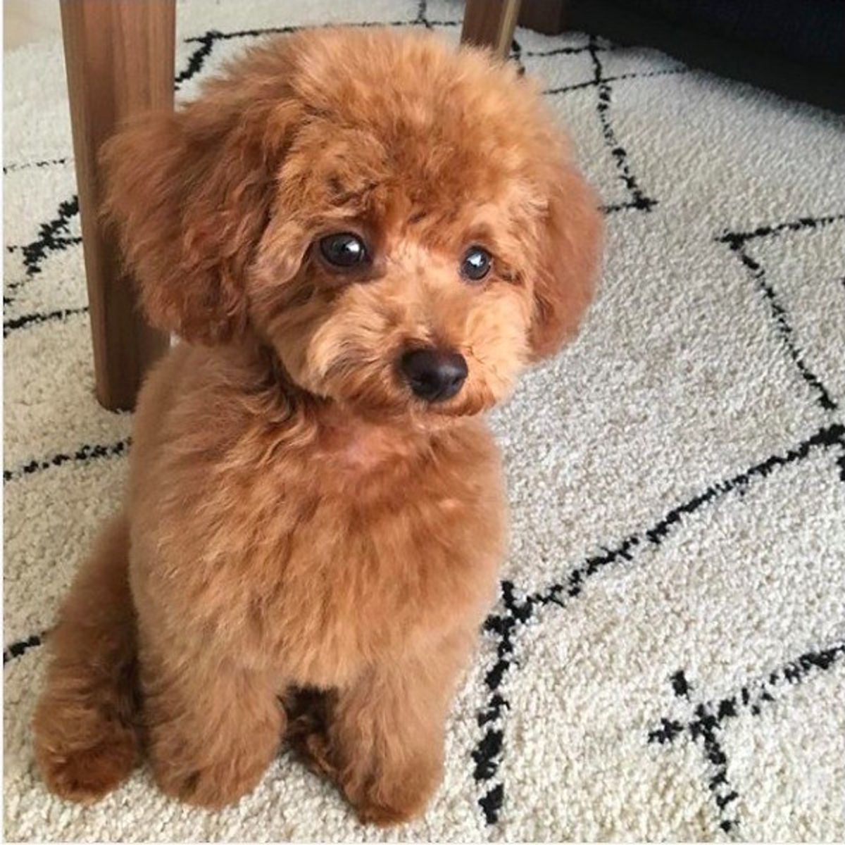 口笛の音に反応しすぎちゃう トイプーちゃんの胸キュンしぐさとは いぬのきもちweb Magazine 口笛の音に反応しすぎちゃう トイプーちゃんの胸キュンしぐさとは いぬのきもちweb Magazine