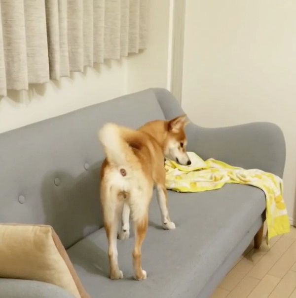 遊ぶ柴犬