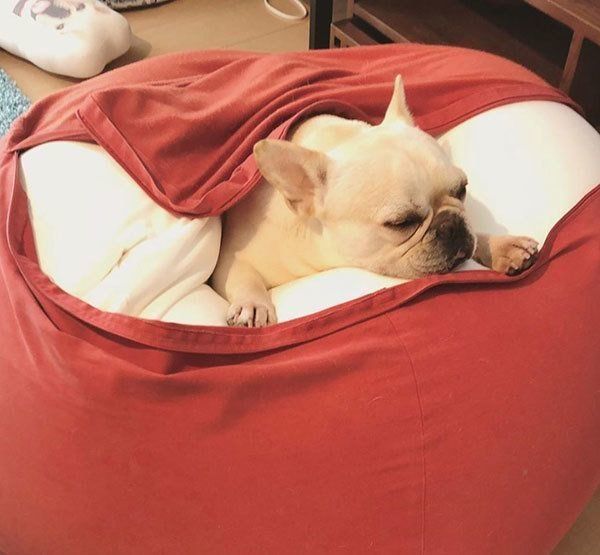 くつろぐフレンチ・ブルドッグ