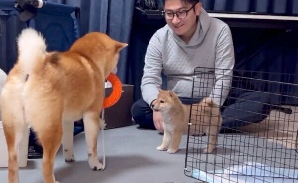 おもちゃを取られたくないけれど、 わらびちゃんと一緒に遊びたいこむぎくん