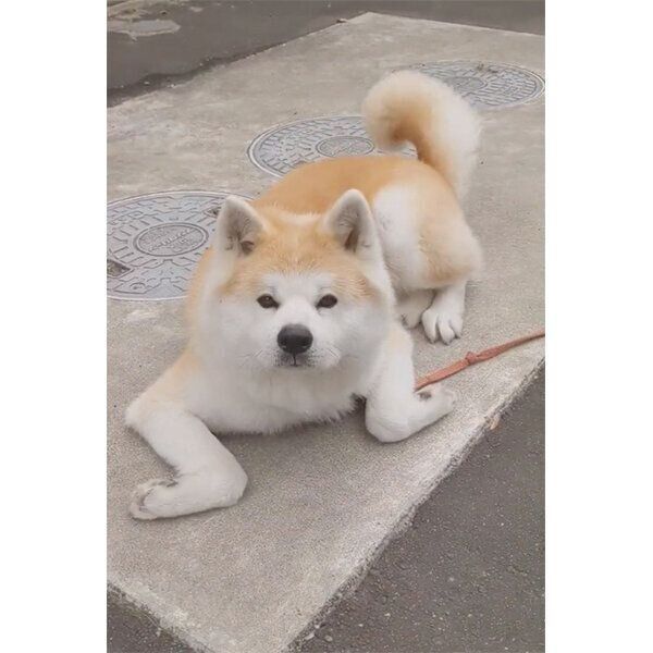 「なでないの？」な顔をする健くん