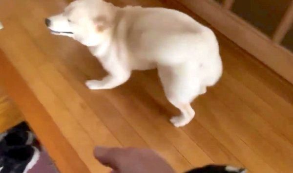 飼い主さんを出迎えるはるちゃん