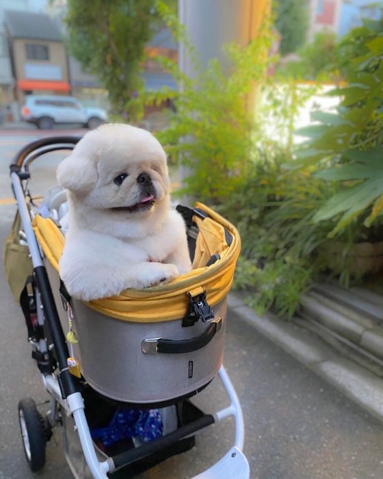 飼い主さんはバギーのことを「ぱるの愛車」と呼んでいるのだとか