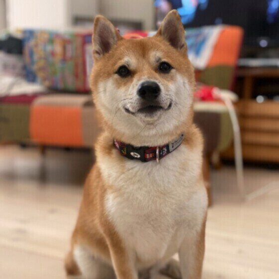 柴犬 カメラ目線 いぬのきもち