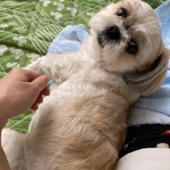 犬が甘えているときの仕草 表情や行動から犬の気持ちを知ろう いぬのきもち