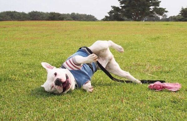 芝生で寝転ぶぽんちゃん