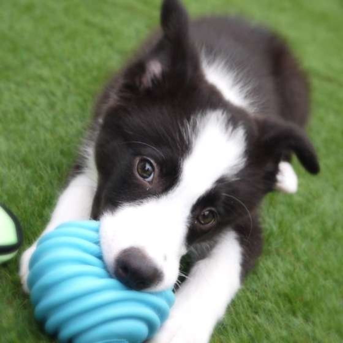 獣医師監修 ボーダー コリースムースとは 特徴や性格は いぬのきもちweb Magazine 獣医師監修 ボーダー コリースムースとは 特徴や性格は いぬのきもちweb Magazine