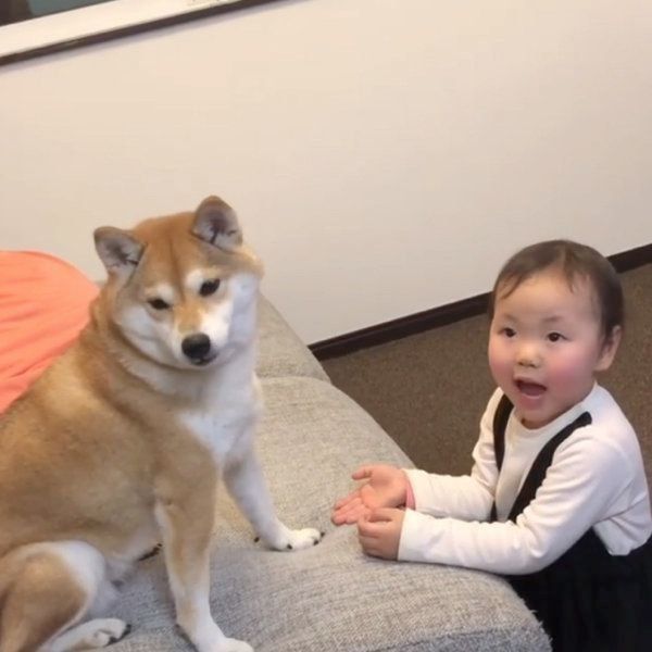 柴犬のももかちゃんと妹ちゃん