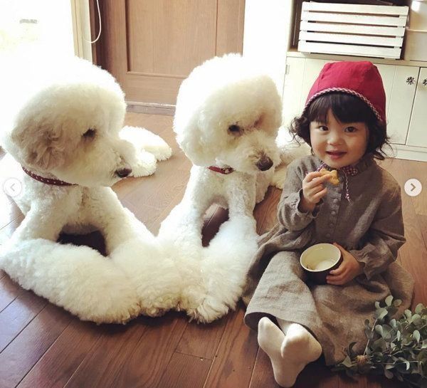 スタンダード・プードルと女の子