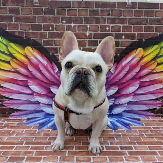 フレンチ・ブルドッグのBUZZくん♪「映え」スポットで撮影かな？