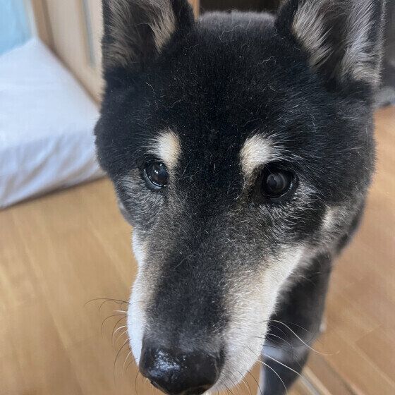 15才シニアの柴犬
