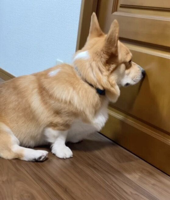 ドアの前で待つジノくん