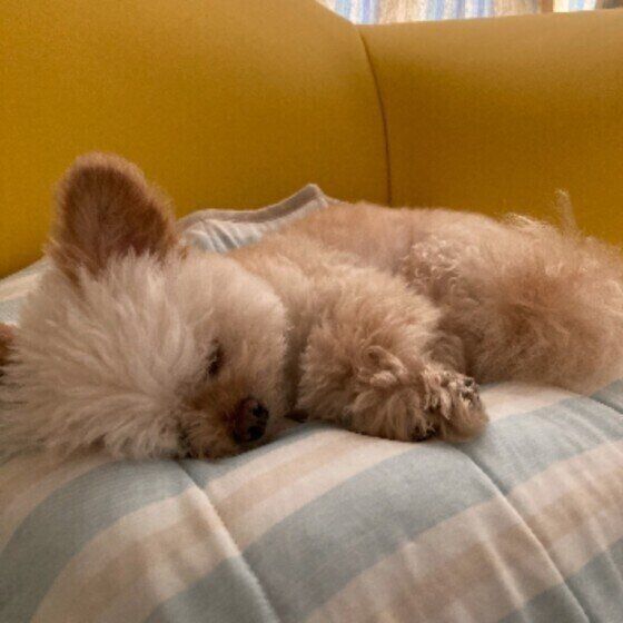 おやすみ中のももちゃん