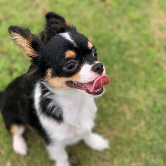 いぬのきもち オス犬に多い生殖器の病気を早く見つけるポイント