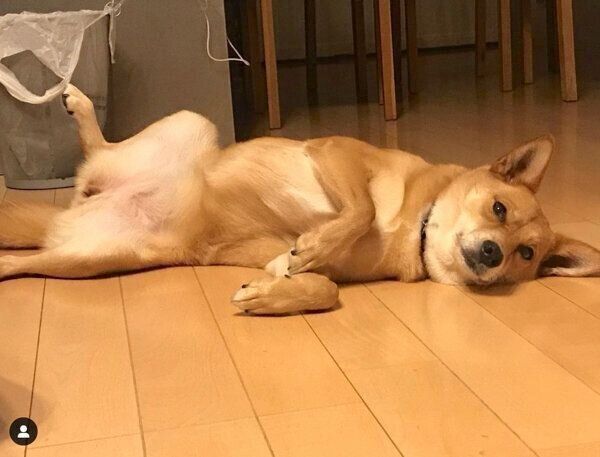 寝転がる柚ちゃん