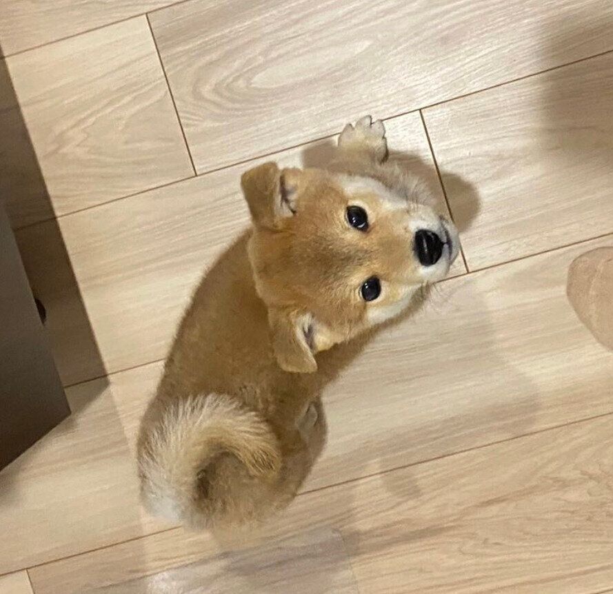 生後2カ月のころに撮影したレオンくん