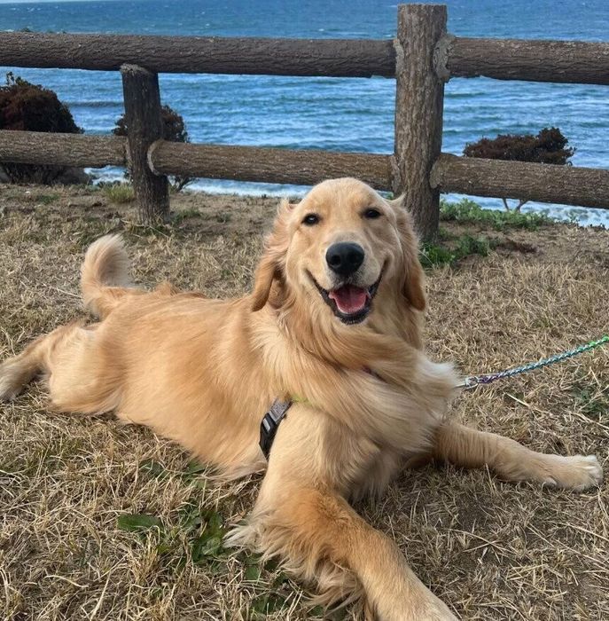 人も犬も大好き、明るい性格のサンちゃん