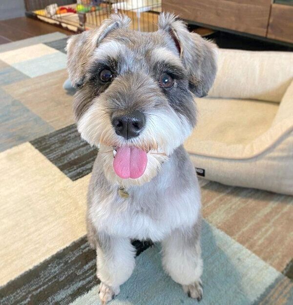 笑顔のエルモくん