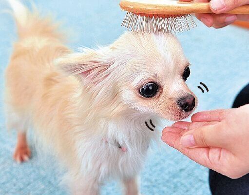 おやつを与えることで、「ブラッシング＝楽しいこと」と覚えていきます