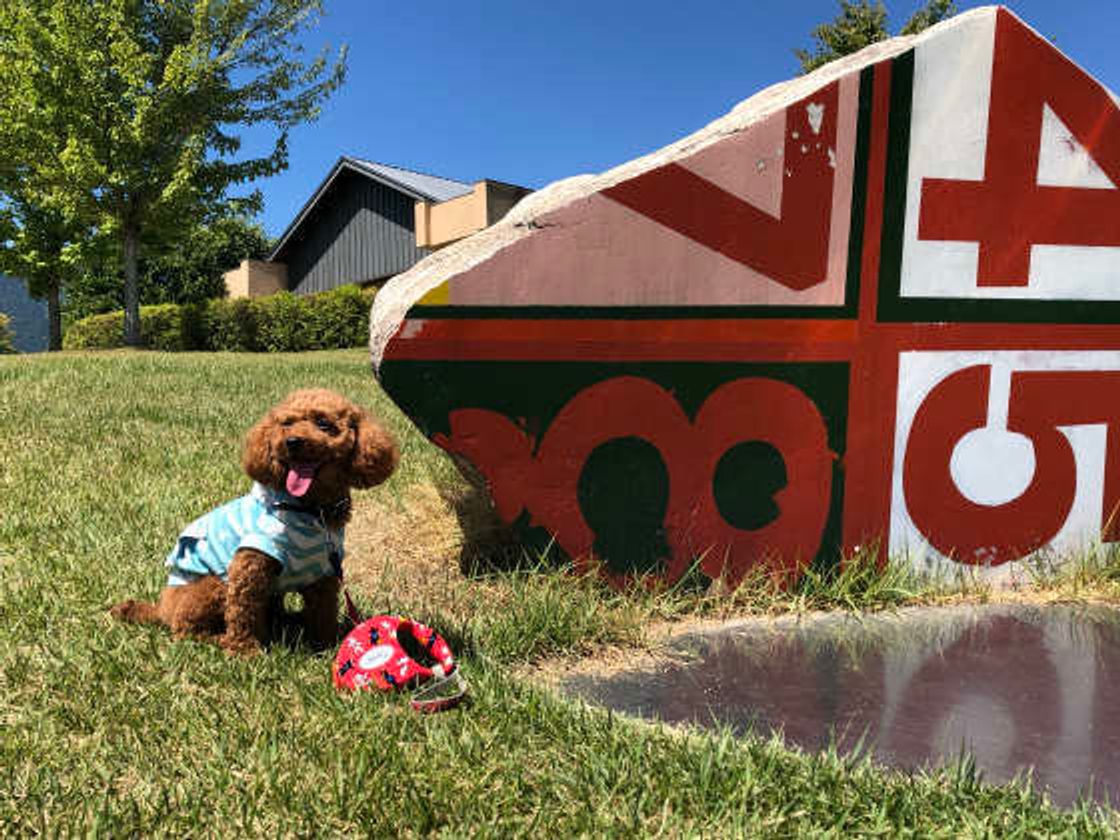 犬連れでも楽しめる お出かけスポット どんなところがあるの いぬのきもちweb Magazine 犬連れでも楽しめる お出かけスポット どんなところがあるの いぬのきもちweb Magazine